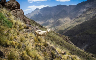 Exploring the National Parks of Morocco: A Guide to Nature, Wildlife, and Adventure