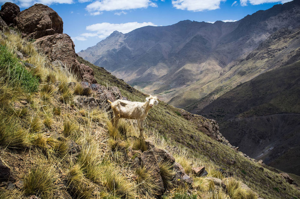 Exploring the National Parks of Morocco: A Guide to Nature, Wildlife, and Adventure