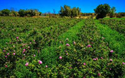 Discover the Magic of Rose Valley M’Gouna in the Heart of Morocco