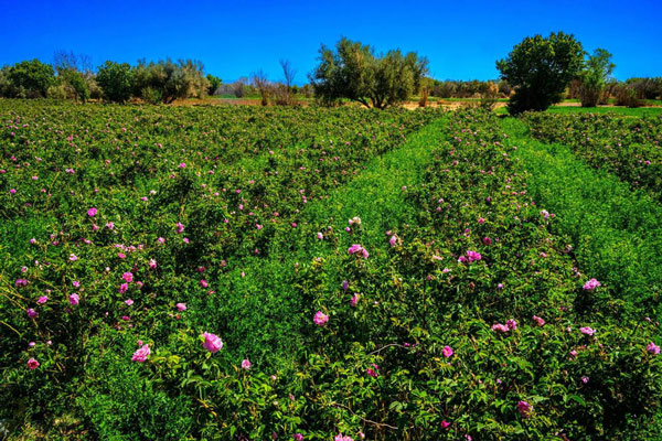 Discover the Magic of Rose Valley M’Gouna in the Heart of Morocco